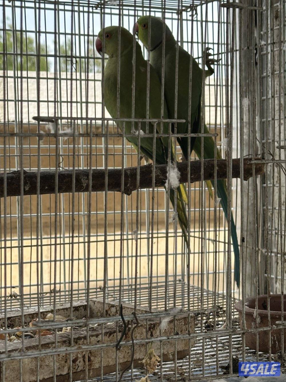 زوجين بيبي متوه اللون الاخضر0