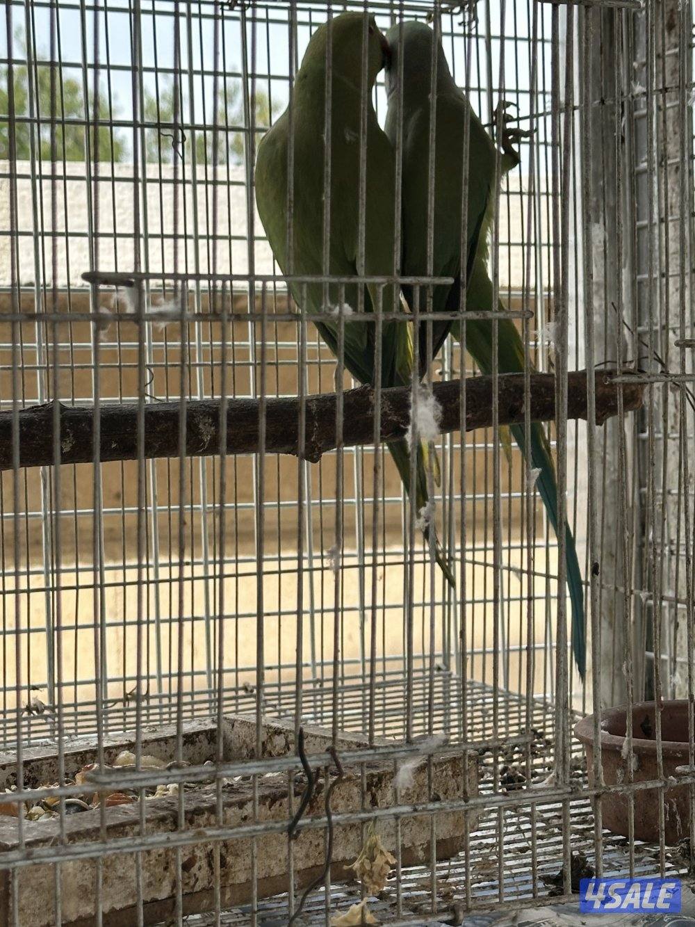 زوجين بيبي متوه اللون الاخضر1