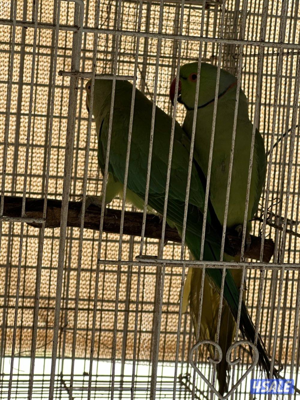 زوجين بيبي متوه اللون الاخضر3