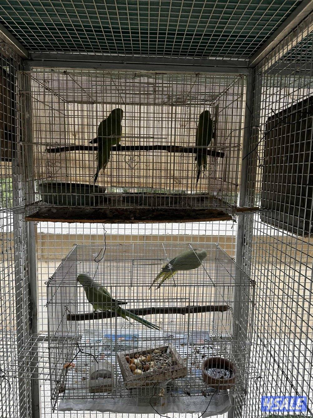 زوجين بيبي متوه اللون الاخضر4