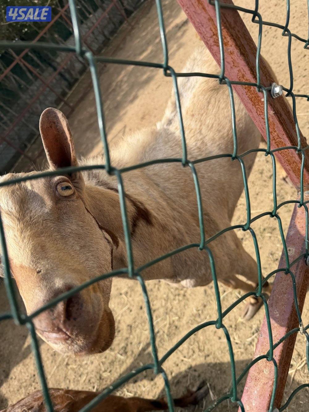 للبيع للكل ماعز جبلي عدد فحل واحد و عدد اربعه نثايا0