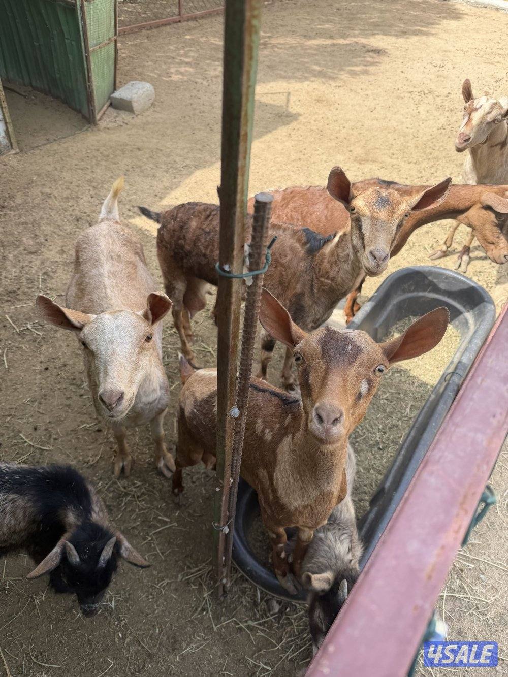 للبيع للكل ماعز جبلي عدد فحل واحد و عدد اربعه نثايا1