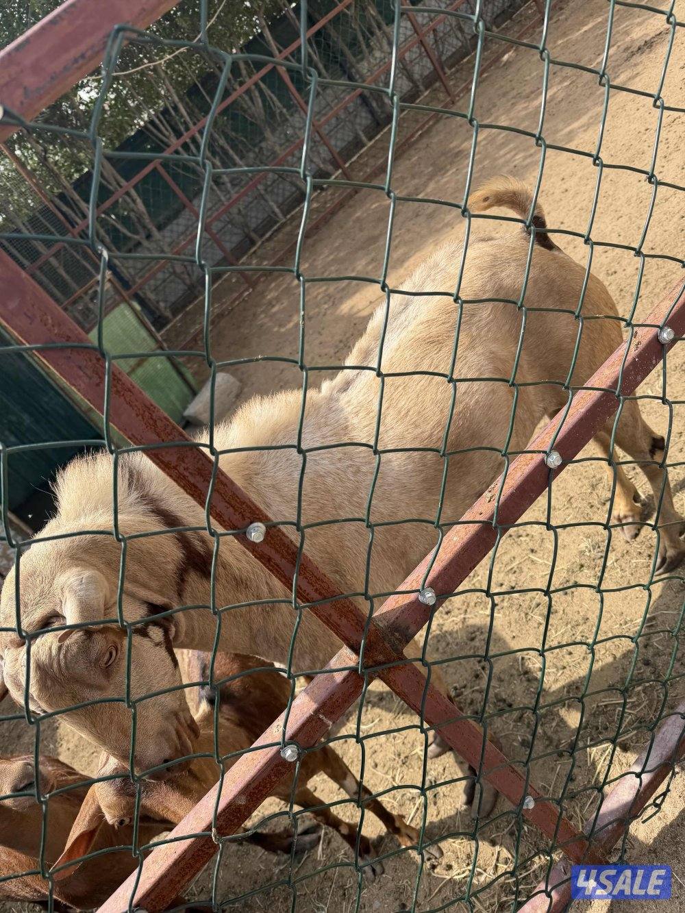 للبيع للكل ماعز جبلي عدد فحل واحد و عدد اربعه نثايا2