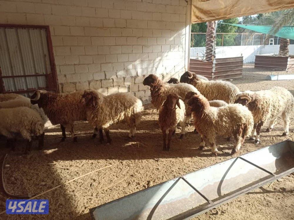 خرفان نعيمي محلي للبيع1