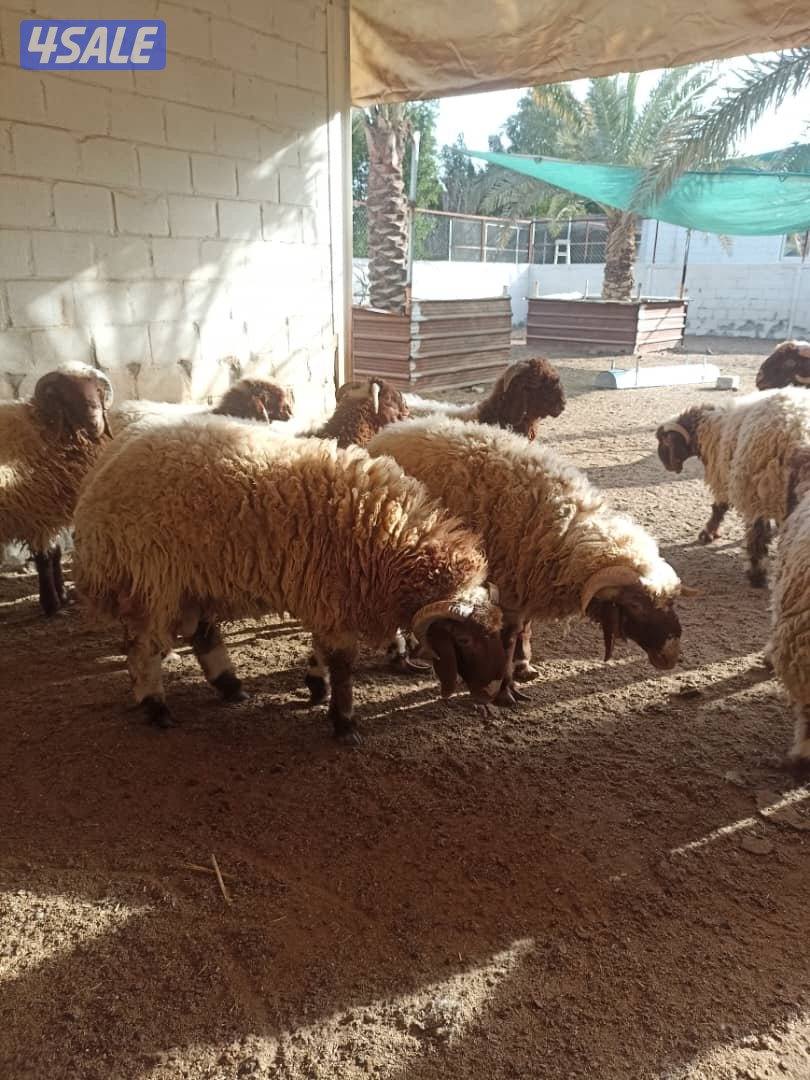 خرفان نعيمي محلي للبيع0