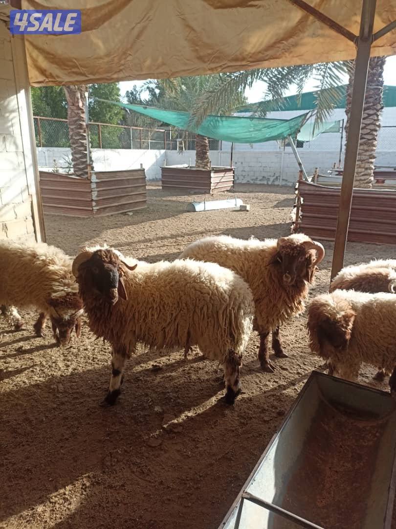 خرفان نعيمي محلي للبيع2