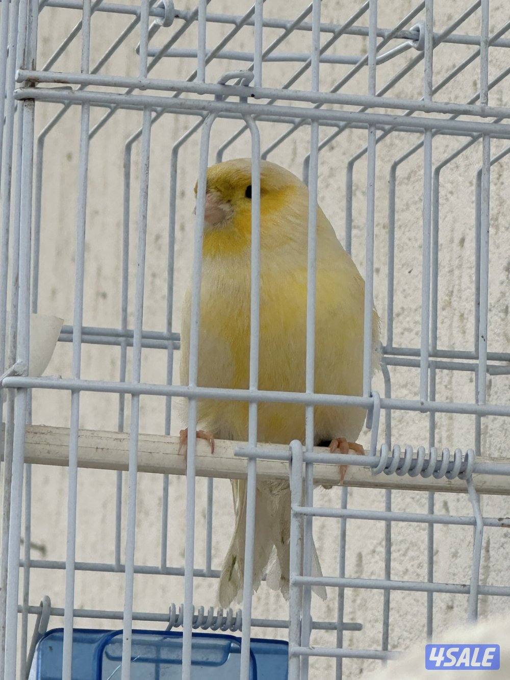 كناري جولستر تغريد0