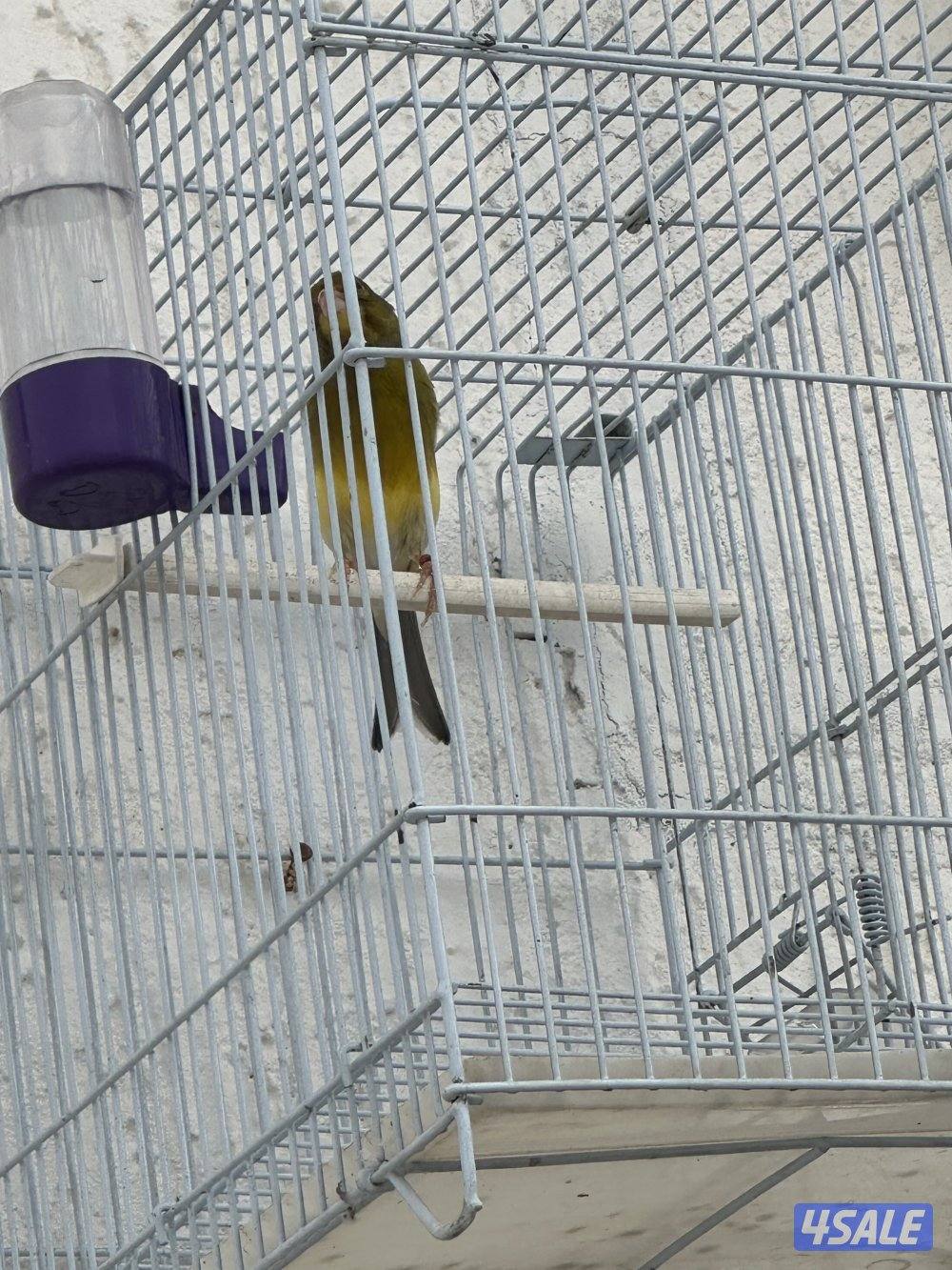 كناري جولستر تغريد1