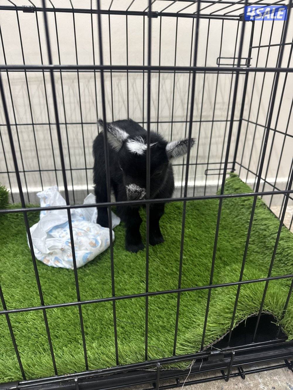 بيعه سريعه عمره ١٠ ايام تيس بصحه جيده جدا0