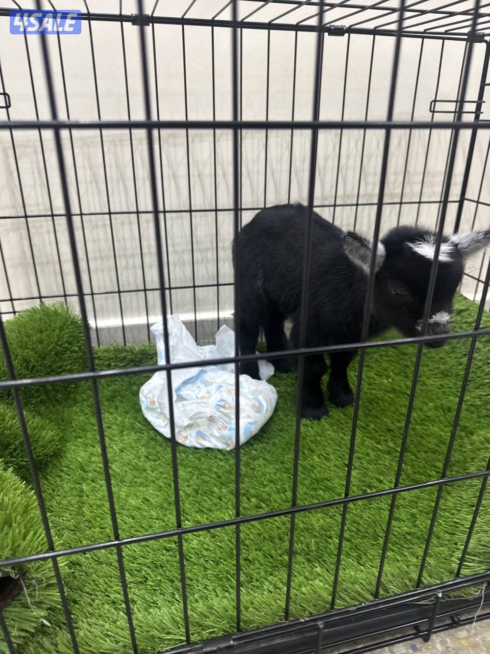 بيعه سريعه عمره ١٠ ايام تيس بصحه جيده جدا1