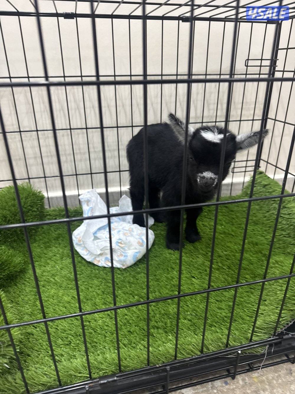 بيعه سريعه عمره ١٠ ايام تيس بصحه جيده جدا2