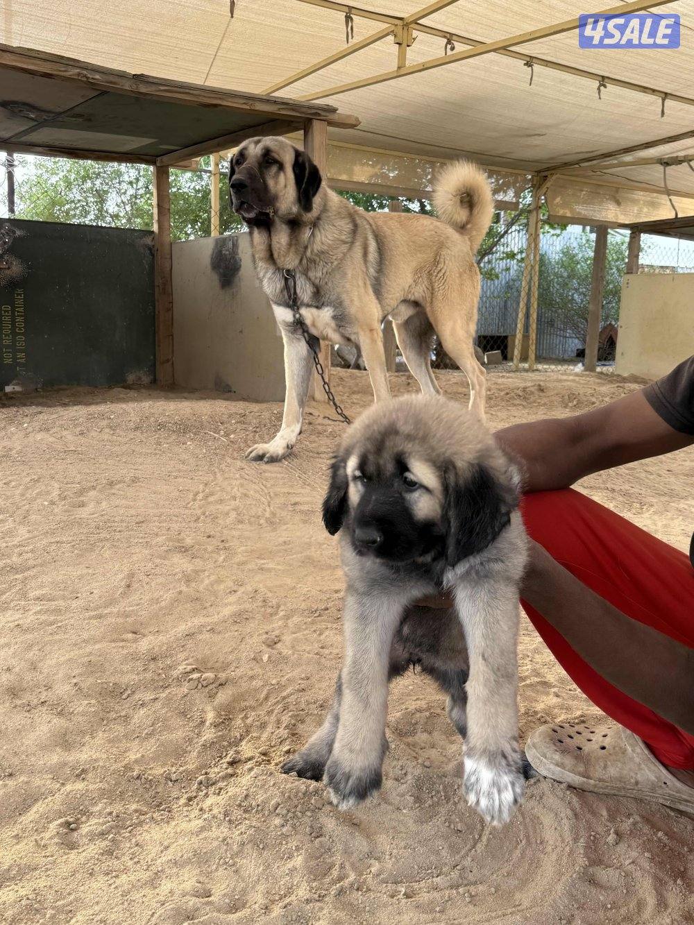 للبيع جرو نثيه كنجال التركي لحراسه الحلال والعزب0