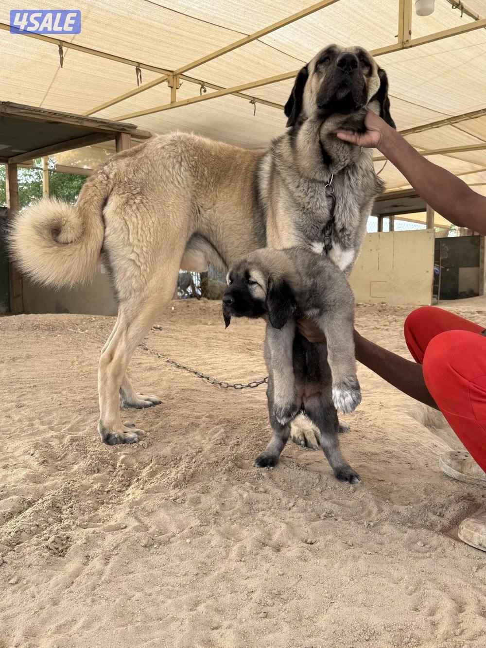 للبيع جرو نثيه كنجال التركي لحراسه الحلال والعزب1