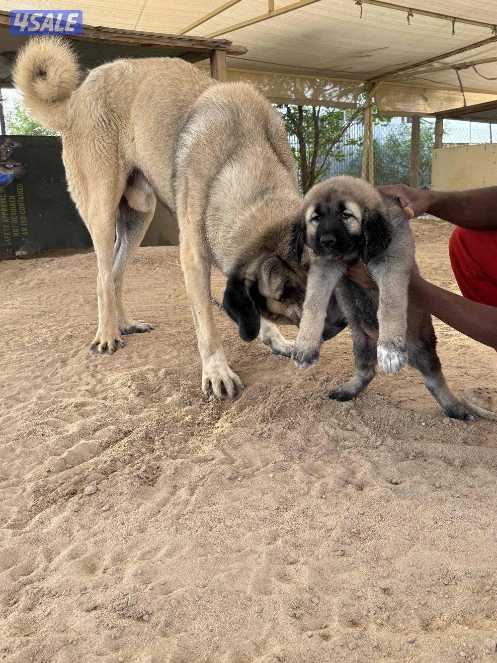 للبيع جرو نثيه كنجال التركي لحراسه الحلال والعزب3