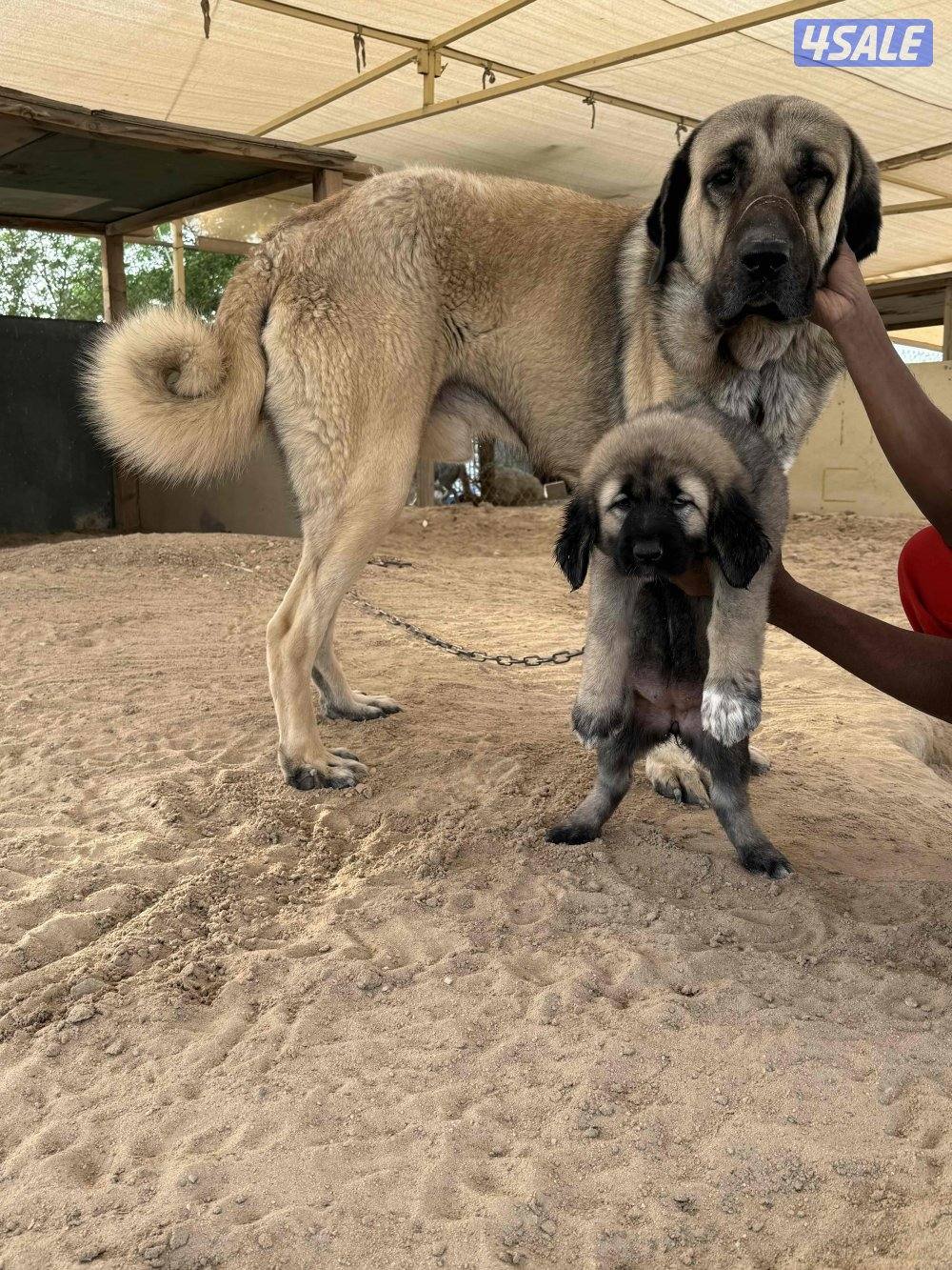 للبيع جرو نثيه كنجال التركي لحراسه الحلال والعزب4