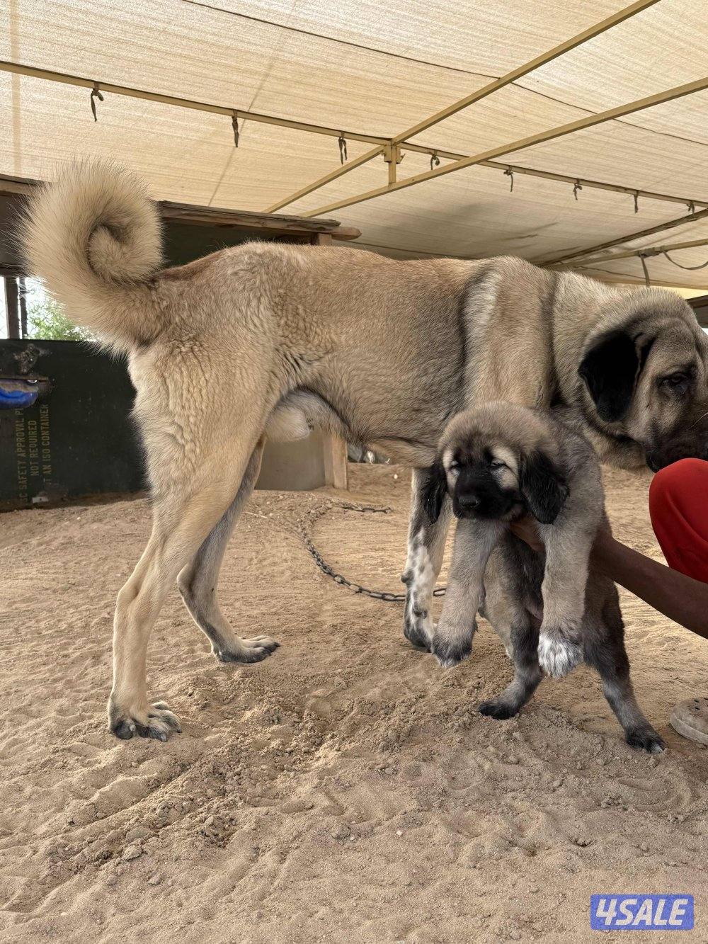 للبيع جرو نثيه كنجال التركي لحراسه الحلال والعزب5