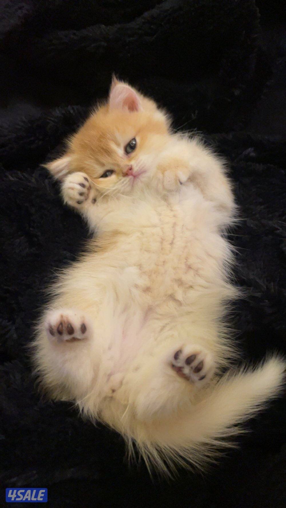 قط بريتش NY11🐾2