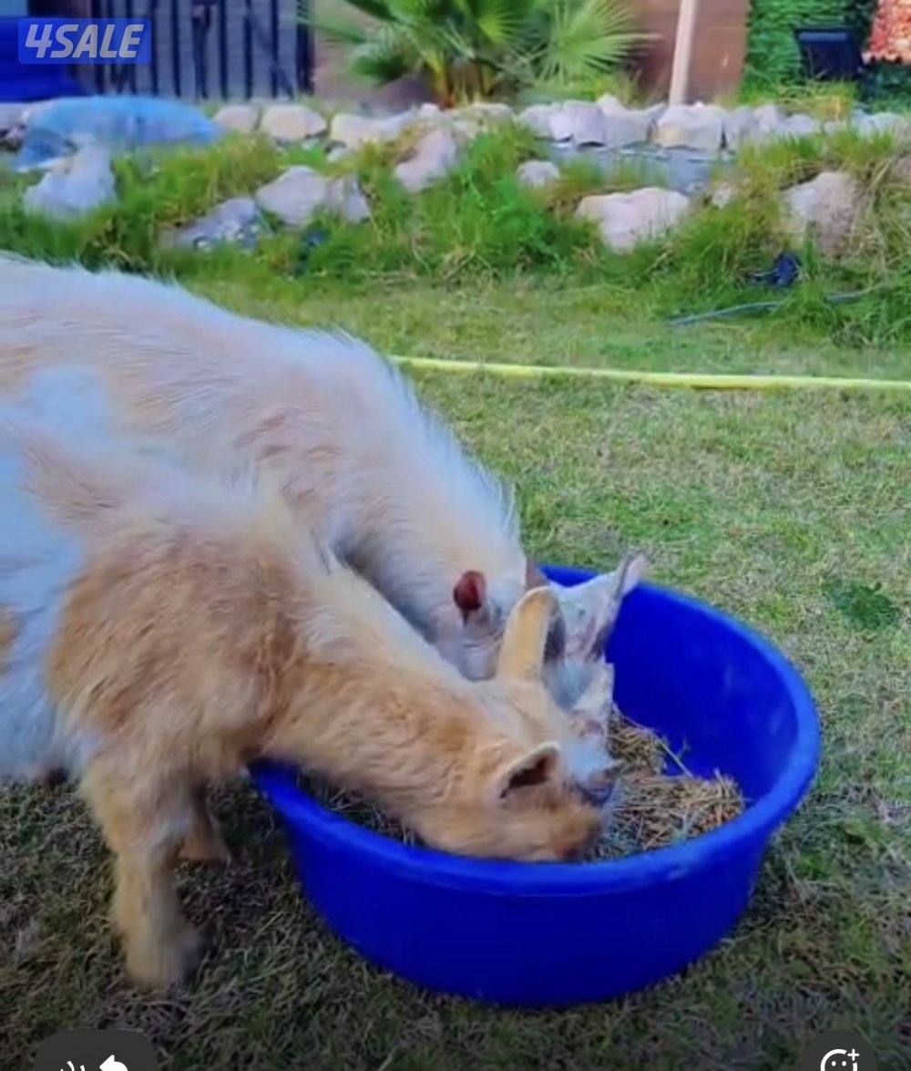 تيسين جيكي متعودين على اليهال0