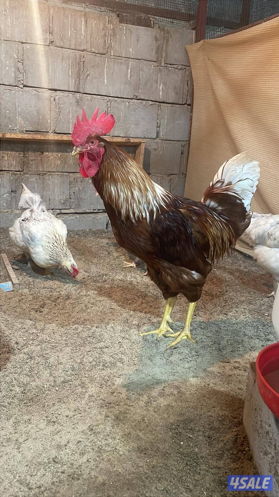 دجاج. لوهمان0