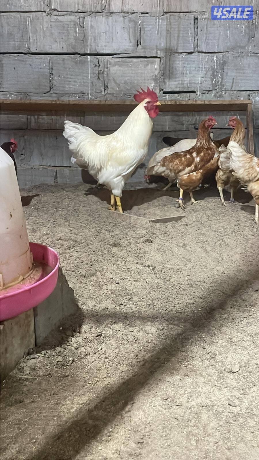 دجاج. لوهمان1