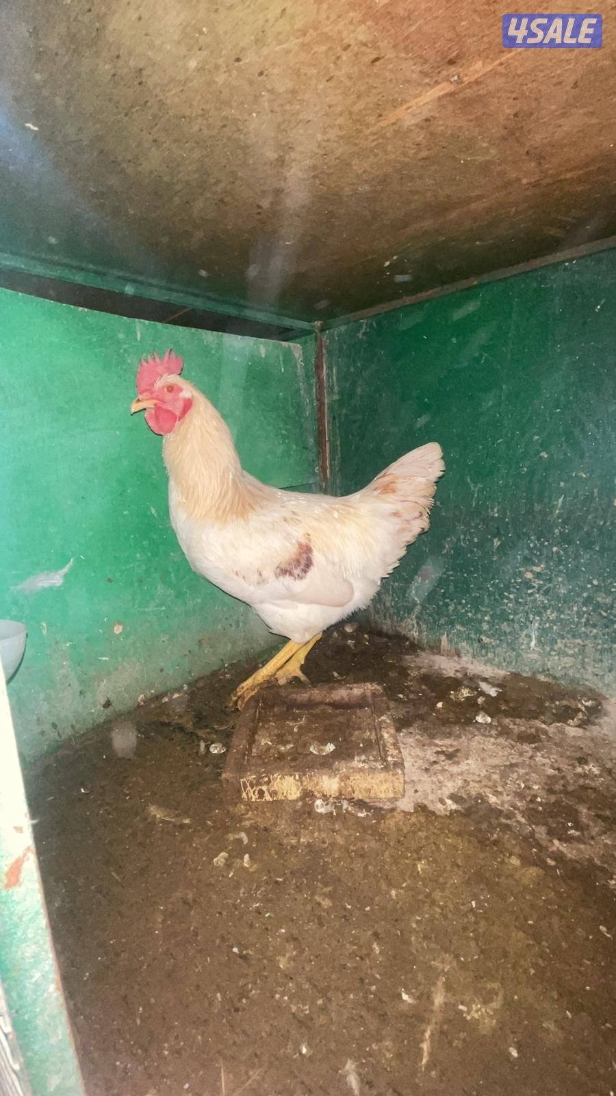 دجاج. لوهمان2