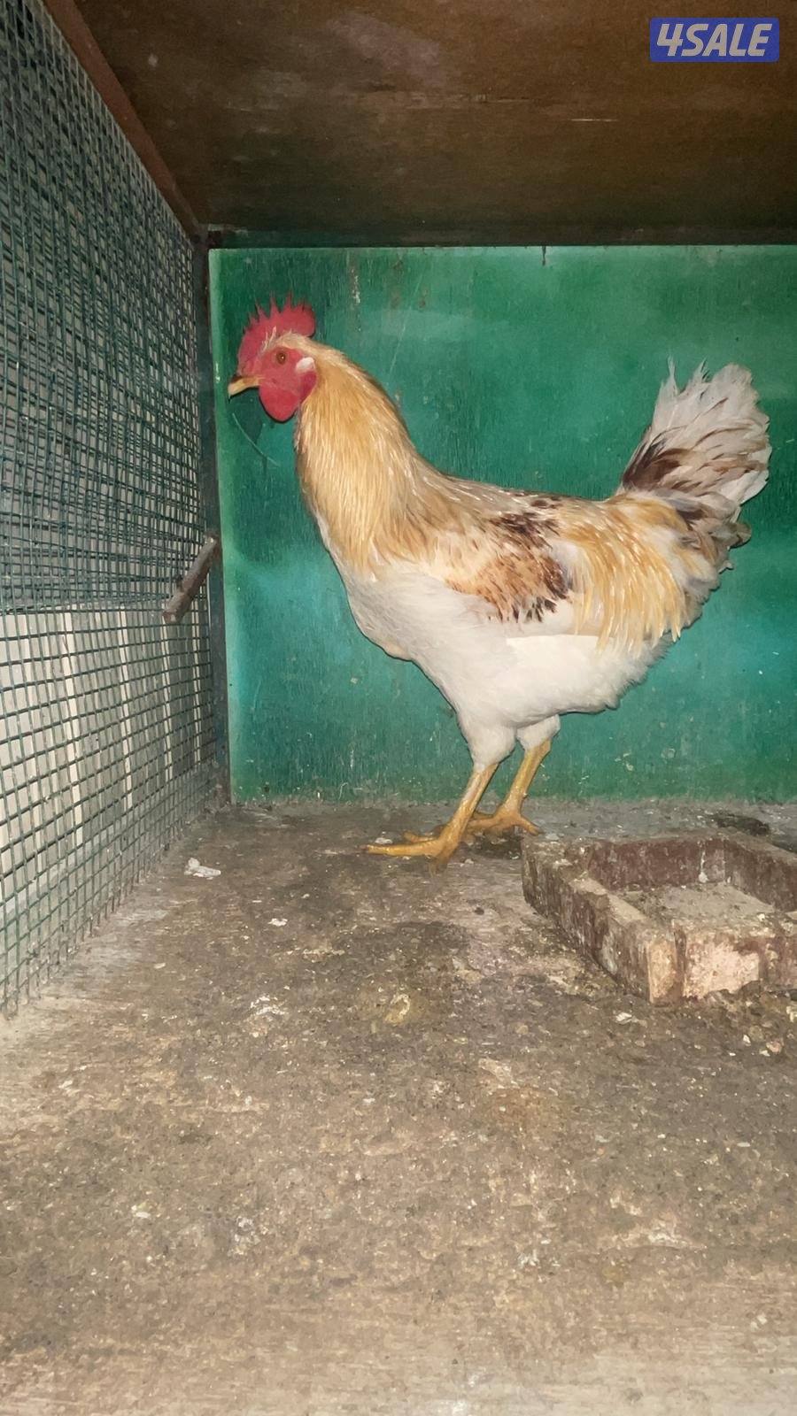 دجاج. لوهمان4