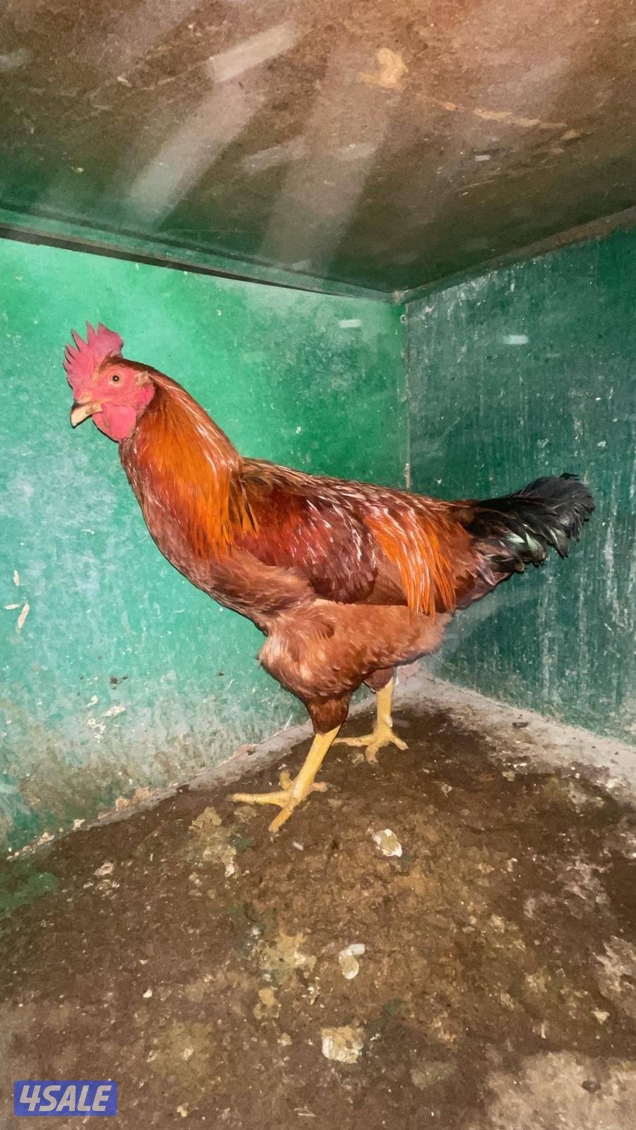 دجاج. لوهمان3