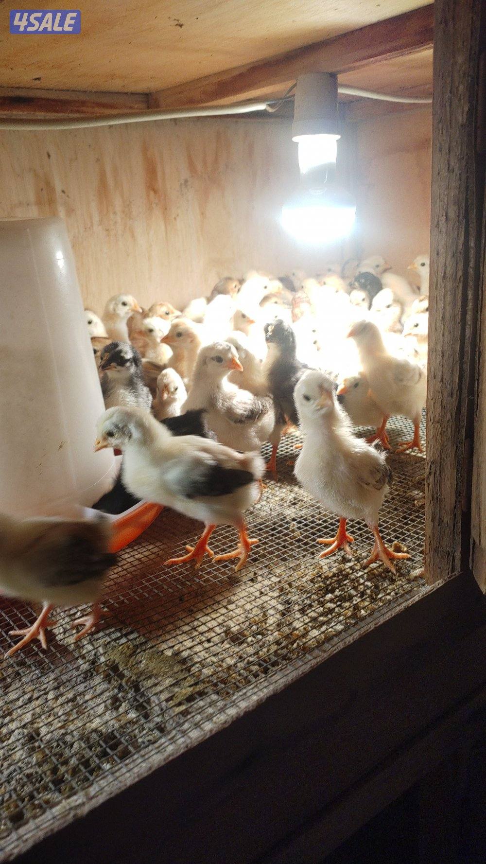 فروخ دجاج عربي قديم0