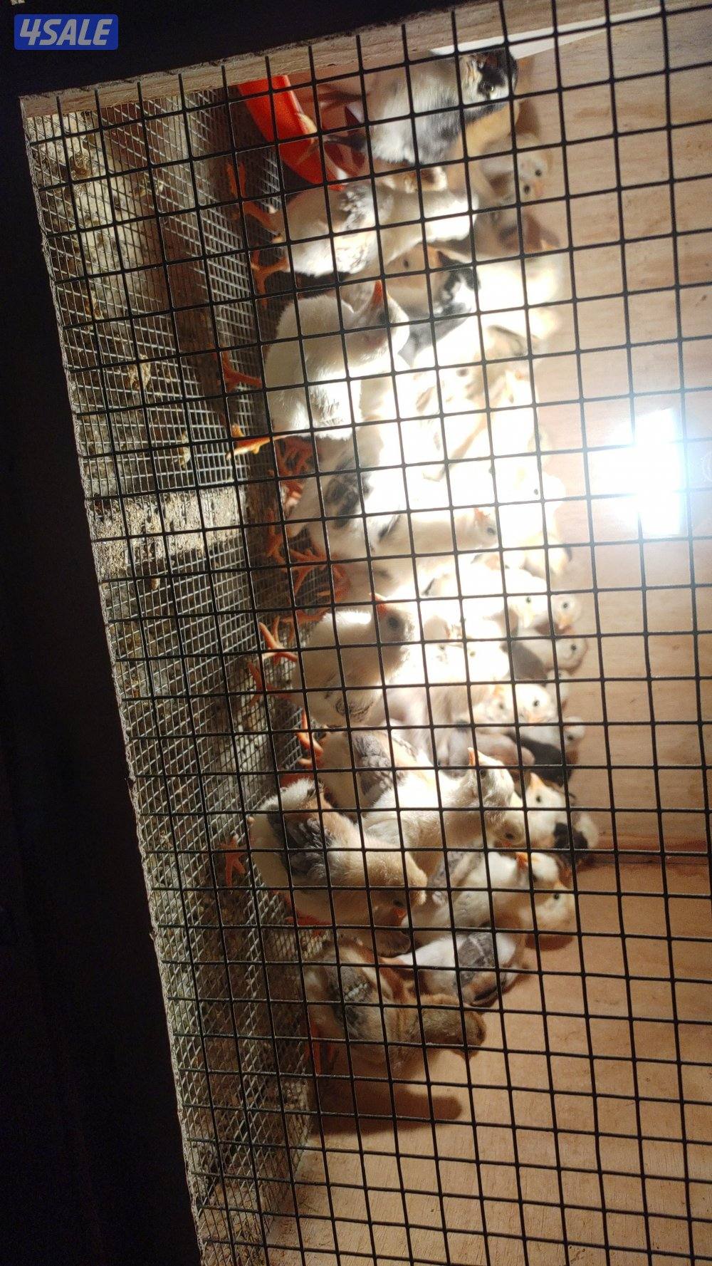 فروخ دجاج عربي قديم1