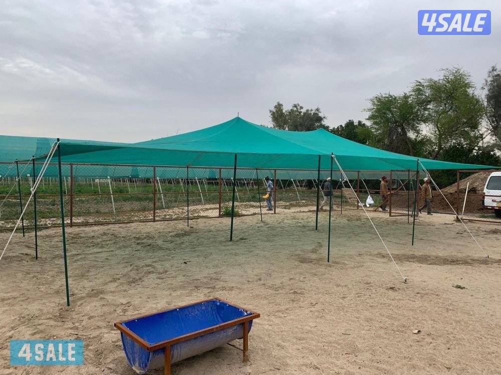 للبيع ظلال غنم اصلي كوري ٢ طبق حديد كويتي توصيل مجاناً5