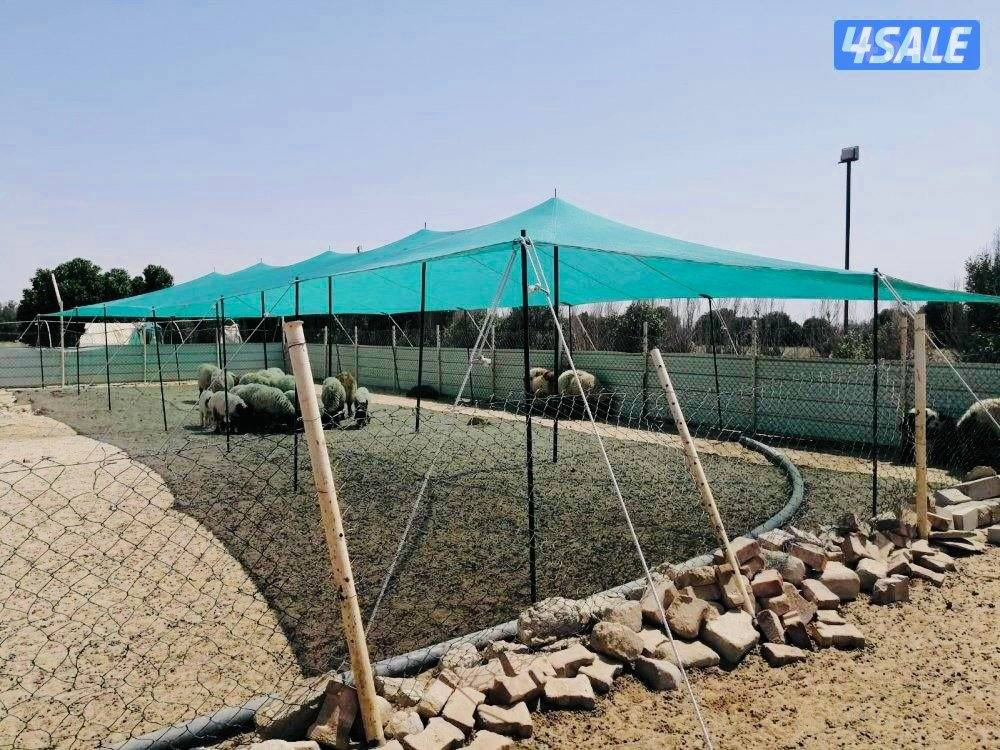للبيع ظلال غنم اصلي كوري ٢ طبق حديد كويتي توصيل مجاناً8