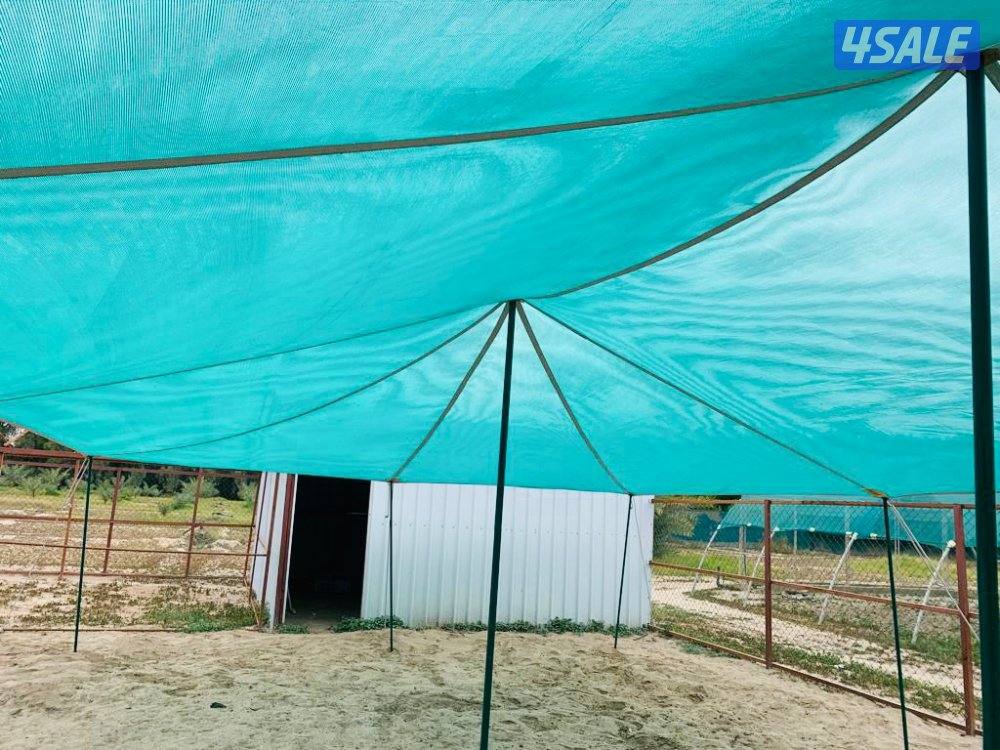 للبيع ظلال غنم اصلي كوري ٢ طبق حديد كويتي توصيل مجاناً9