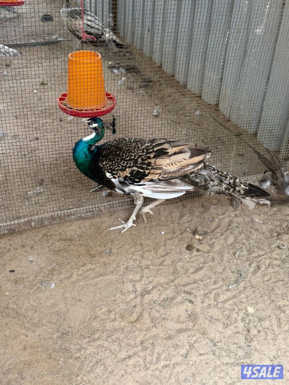 للبيع طواويس0