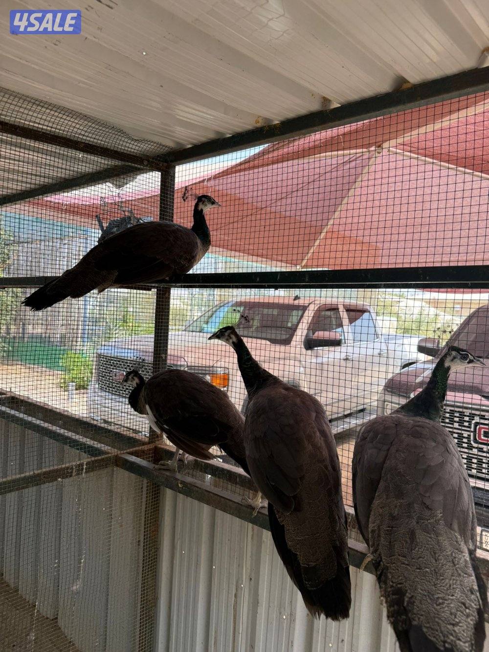 للبيع طواويس2