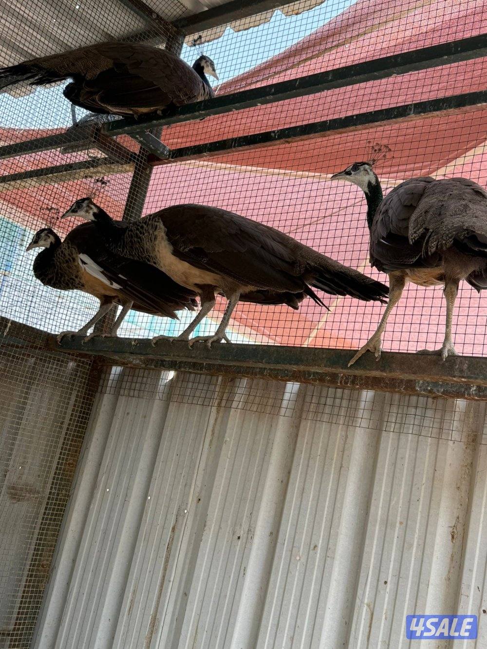 للبيع طواويس3