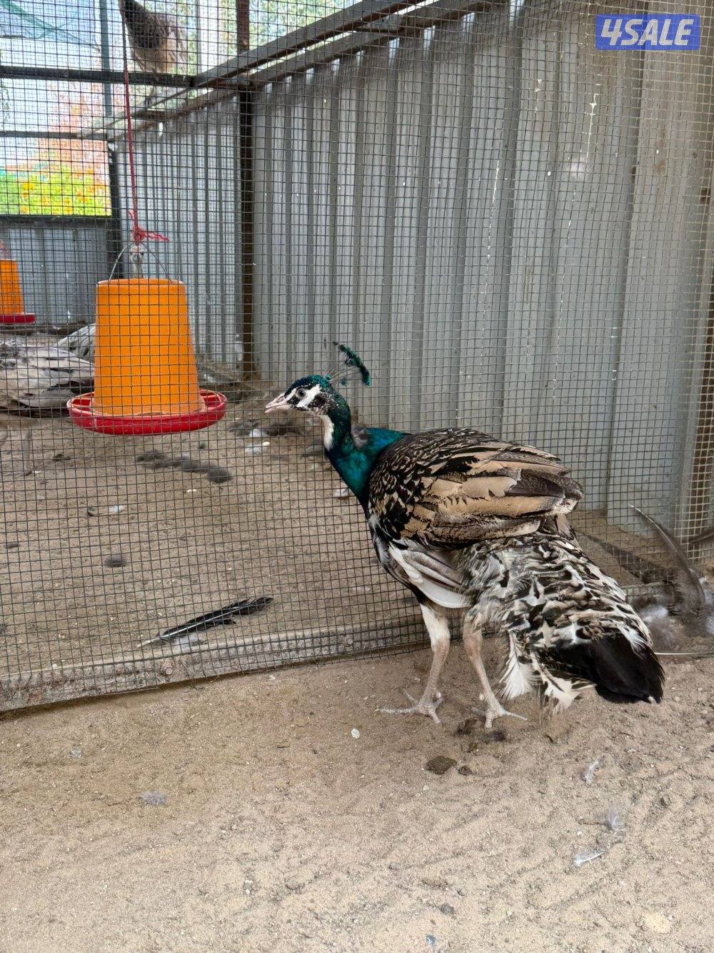 للبيع طواويس6