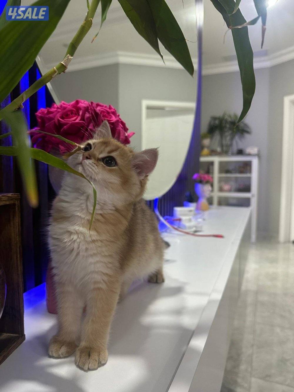 قطط سكوتش النوع شورت هير ny12 golden shell ، و لونق هير0