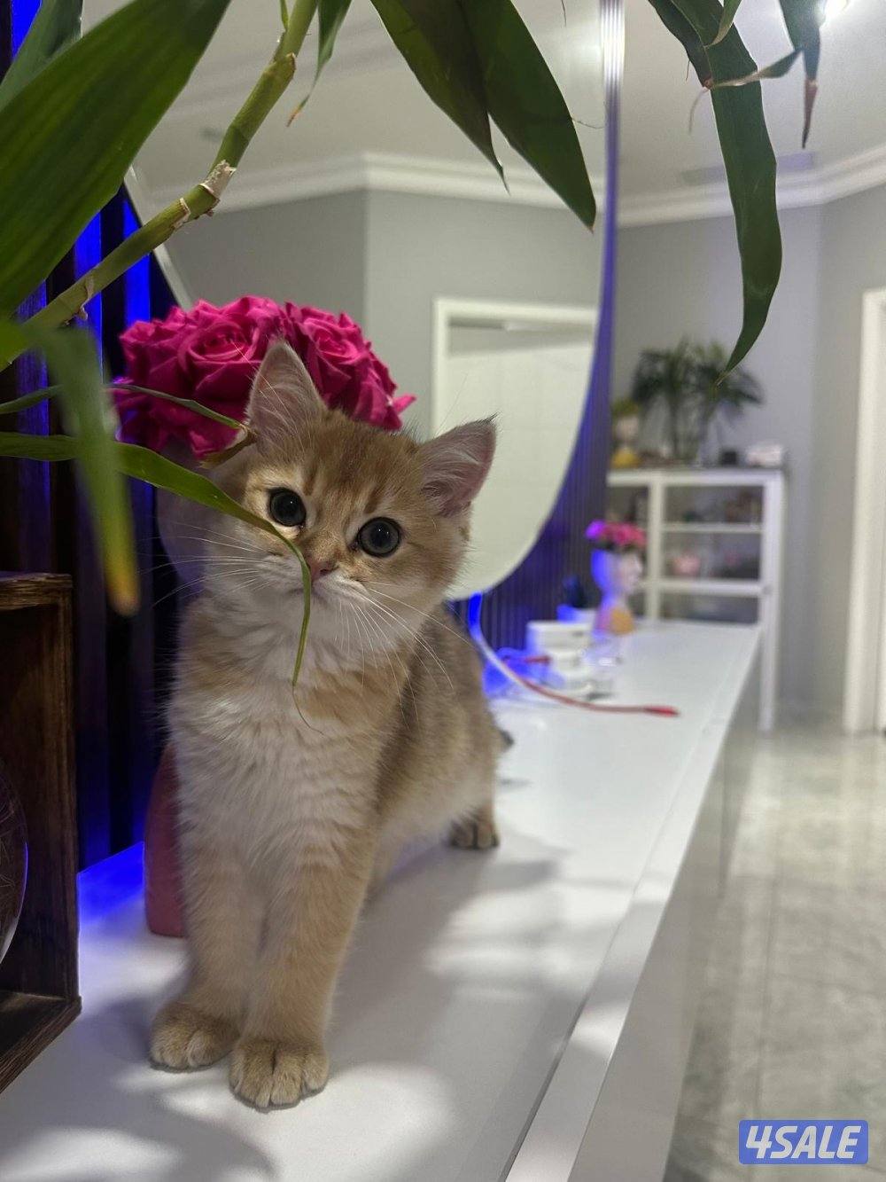 قطط سكوتش النوع شورت هير ny12 golden shell ، و لونق هير1