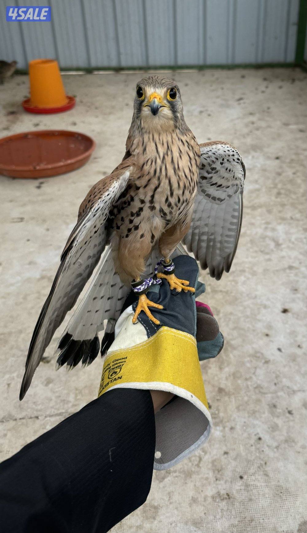 للبيع باش ق0