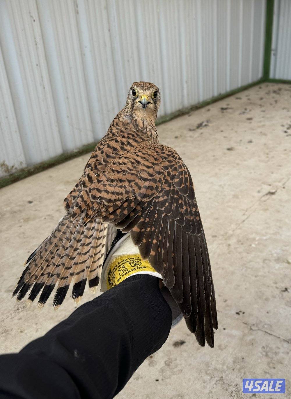 للبيع باش ق1