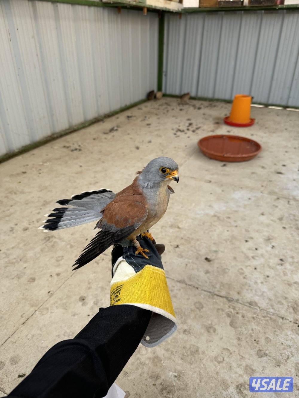 للبيع باش ق2