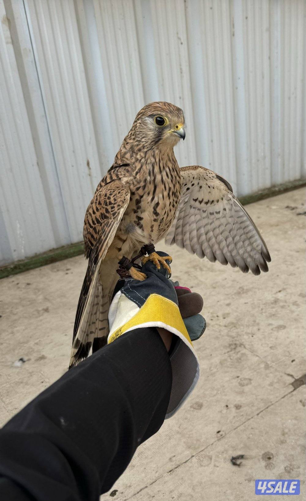 للبيع باش ق3