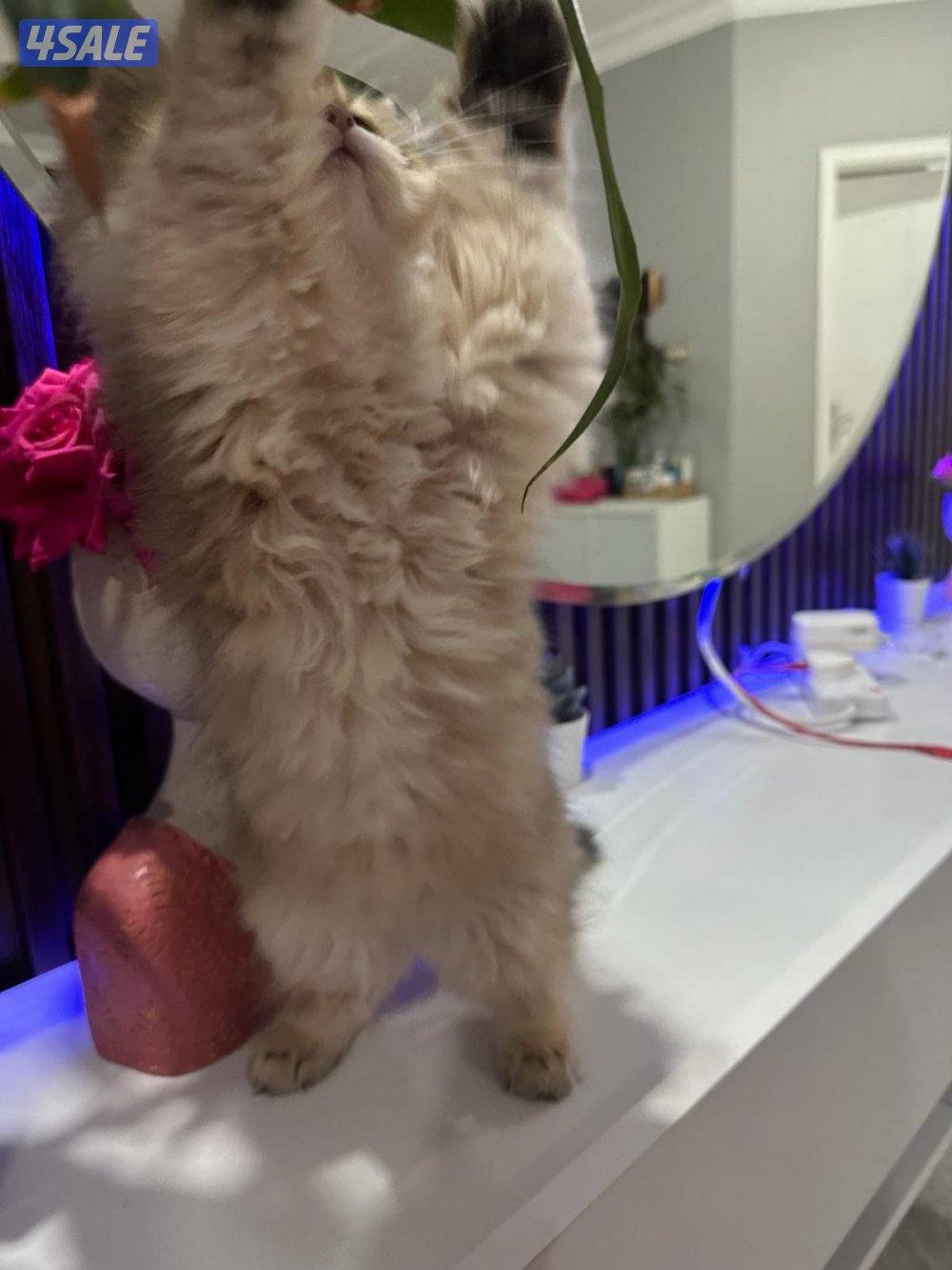 قطط سكوتش النوع شورت هير ny12 golden shell ، و لونق هير2