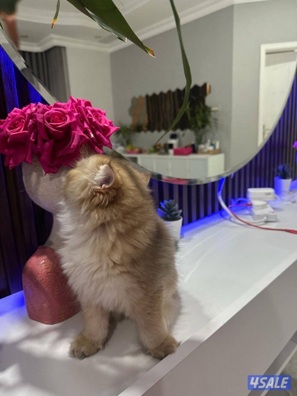 قطط سكوتش النوع شورت هير ny12 golden shell ، و لونق هير3