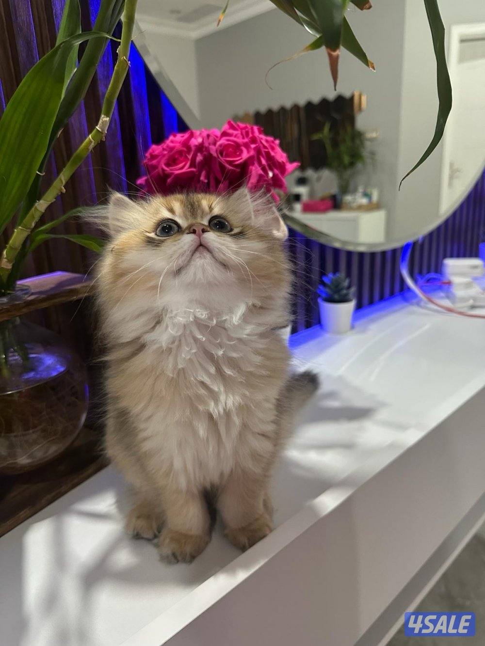 قطط سكوتش النوع شورت هير ny12 golden shell ، و لونق هير4