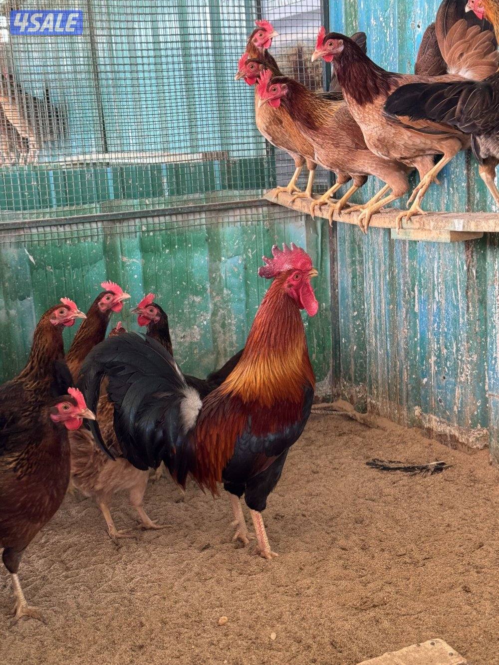 للبيع صيصان0