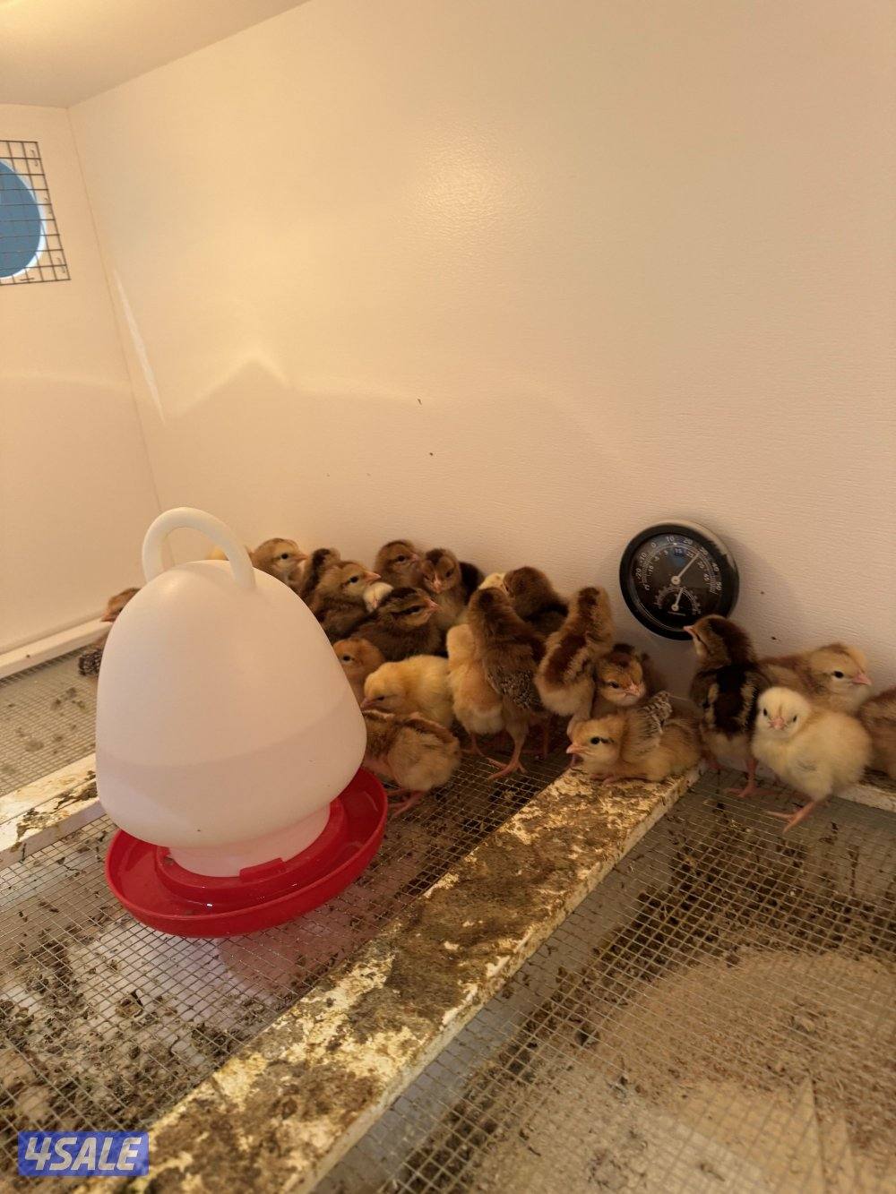 للبيع صيصان1