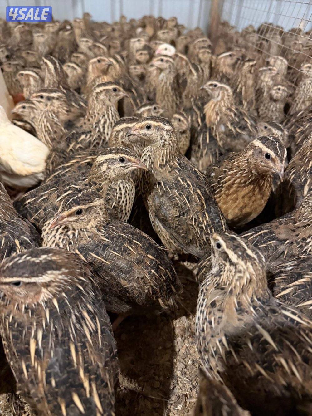 للبيع فري واطباق بيض فري0