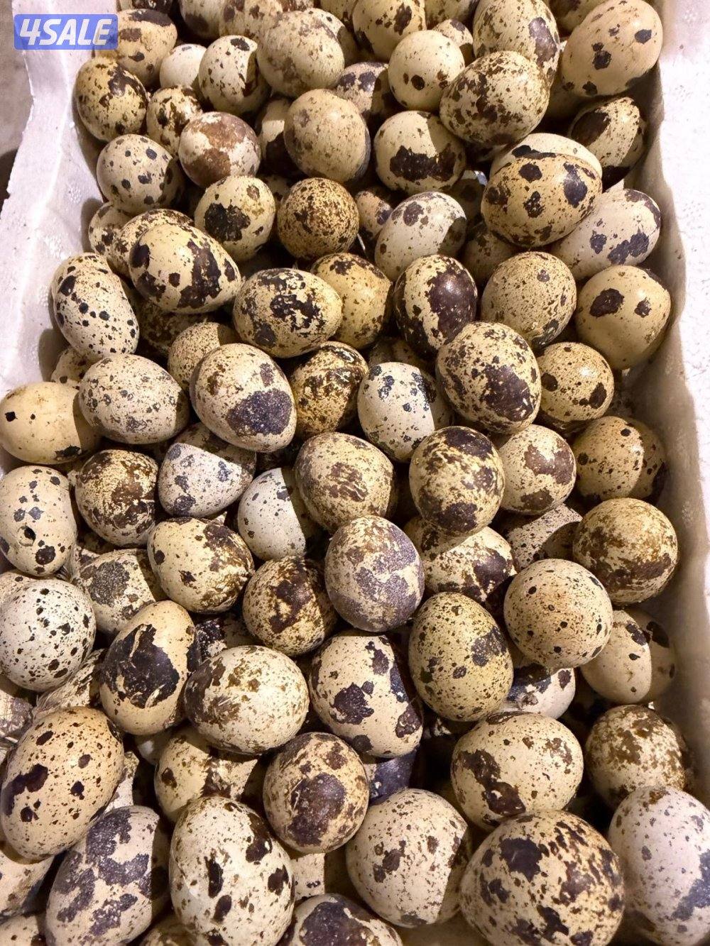 للبيع فري واطباق بيض فري1