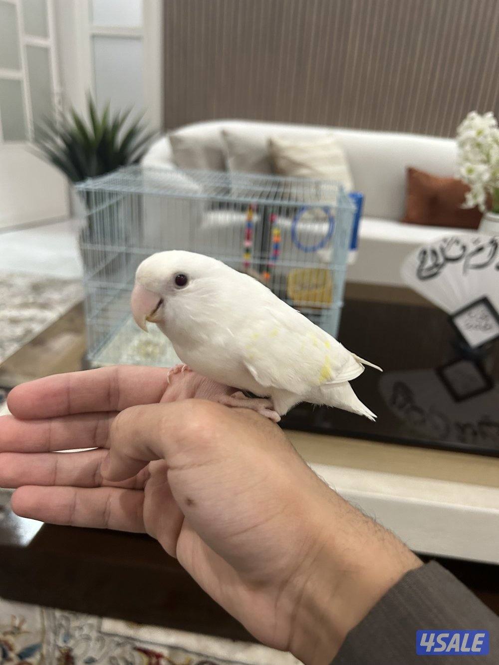 لوف بيرد ربوة قفص0